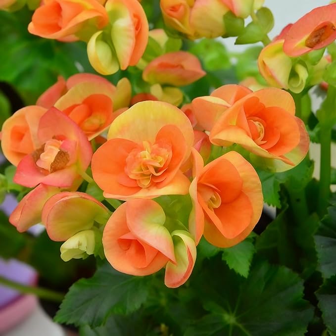 100+ Begonia Flower Seeds for Planting, Perennial Mixed Color Begonia Seed, Non-GMO Heirloom Begonia Flower Seeds for Bonsai Decoration, Home Garden