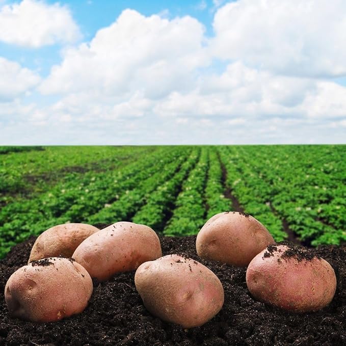 Simply Seed - Red Lasoda - Naturally Grown Seed Potatoes - 5 LB- Ready for Planting -American Raised