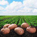 Simply Seed - Red Lasoda - Naturally Grown Seed Potatoes - 5 LB- Ready for Planting -American Raised