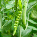 Lincoln Pea Garden Seeds - 1 Lb ~1,800 Seeds - Non-GMO, Heirloom Vegetable Gardening & Microgreens Pea Shoots Seed