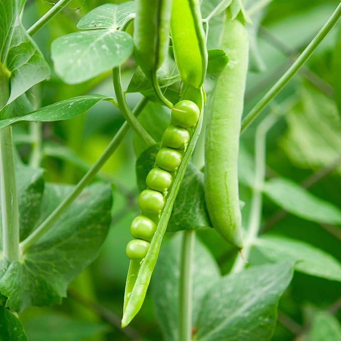 Lincoln Pea Garden Seeds - 26 Gram Packet ~50 Seeds - Non-GMO, Heirloom Vegetable Gardening & Microgreens Pea Shoots Seeds