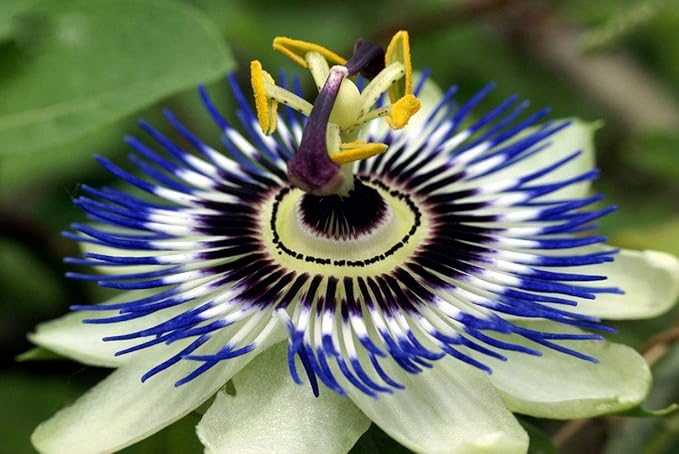 Seeds Passionflower Purple Beautiful Exotic Flower Perennial Outdoor Garden Cut Flowers for Planting Non GMO
