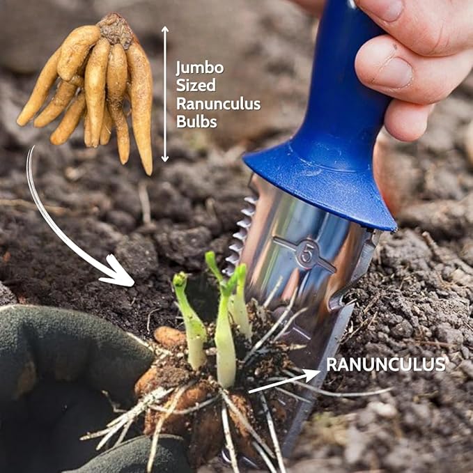 Set 50 Ranunculus Bulbs for Planting, Purple Ranunculus Corms Bulk, Butterfly Ranunculus Flowers Bulbs Spring Fall, Peony Buttercup Ranunculus