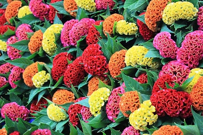 SeedsUP - 150+ Seeds Cockscomb Mix - Celosia Varieties Crested West Indian Toreador - Flower Multicolor
