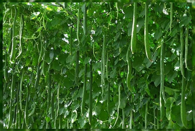 Seeds4planting - Seeds Cucumber Chinese Miracle Long Heirloom Vegetable Non GMO (20 Seeds)