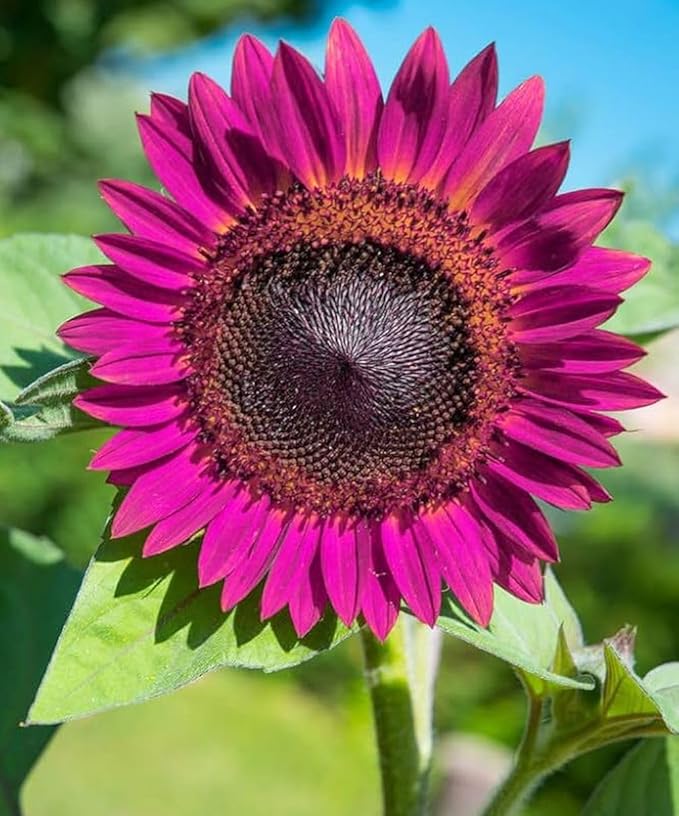 200Pcs Rare Purple Sunflower Seeds Beautiful Flower Home Garden Giants Perennial Rare Blooms Outdoors
