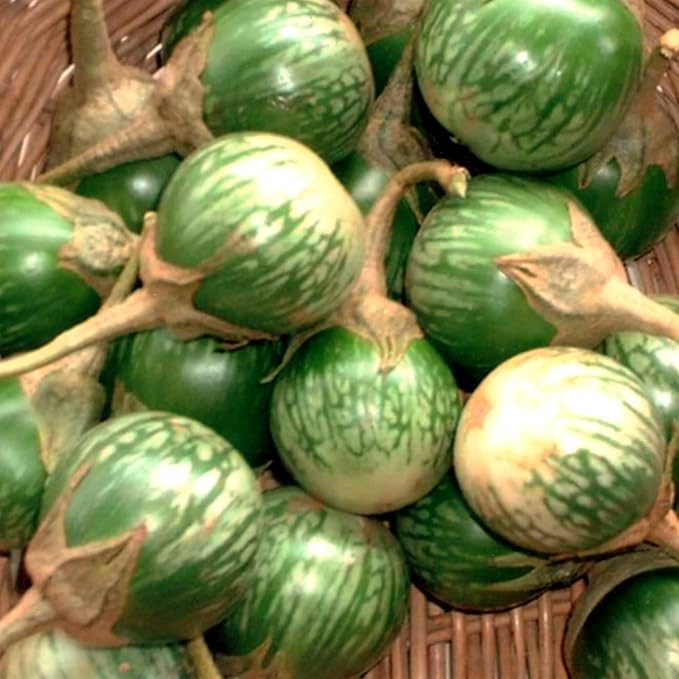 Eggplant Seeds - Petch Siam - 1 Lb ~336000 Seeds - Non-GMO, Heirloom - Asian Garden Vegetable