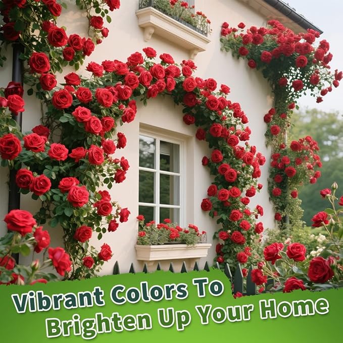 200+ Red Climbing Rose Seeds for Planting Outdoors Ornamental Climbing Flowers Rosa Bush Vine Climber Long-Blooming
