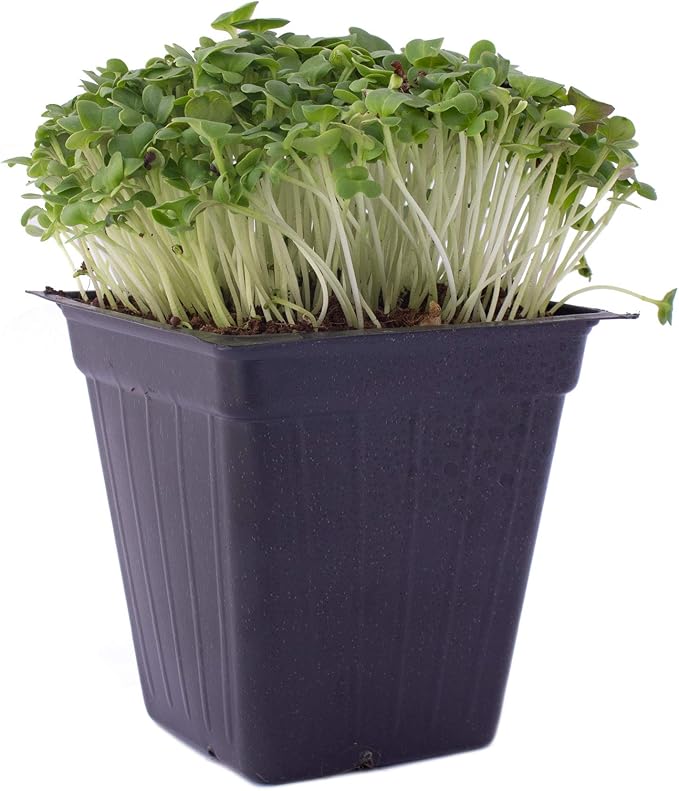 Green Cabbage Microgreens Seeds - 1 Oz ~6800 Seeds - High Germination, Premium Non-GMO Seed for Growing Green Cabbage Micro Greens