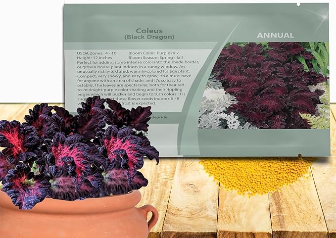 Outsidepride Black Dragon Coleus Seeds - 400 Pcs Annual, Compact, Vibrant & Serrated Foliage, Easy to Gow & Deer-Resistant, Ideal for Shaded Areas, Containers, Borders, Indoor & Outdoor Gardens