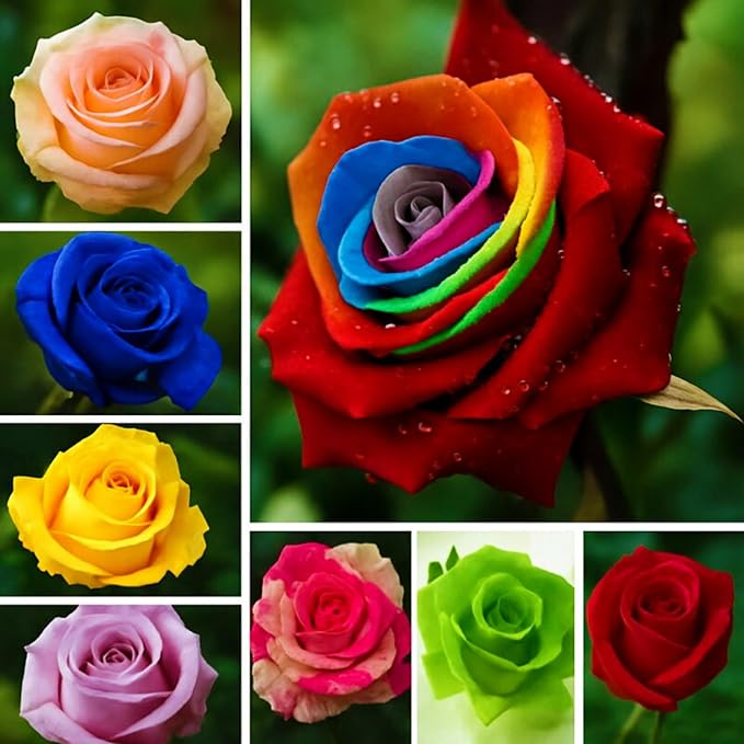 320+ Rose Seeds for Planting Perennial Rose Seeds Flower Bush Shrub Flowers Seed Beautiful Flower for Home Garden Great Gardening Gift