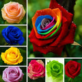 320+ Rose Seeds for Planting Perennial Rose Seeds Flower Bush Shrub Flowers Seed Beautiful Flower for Home Garden Great Gardening Gift