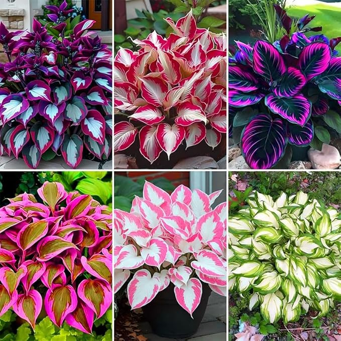 185+ Mixed Color Hosta Seeds for Planting Outdoors- Shade/Cold Tolerant Perennials, Dual Use for Ground Cover & Pots, Low Maintenance Flowers