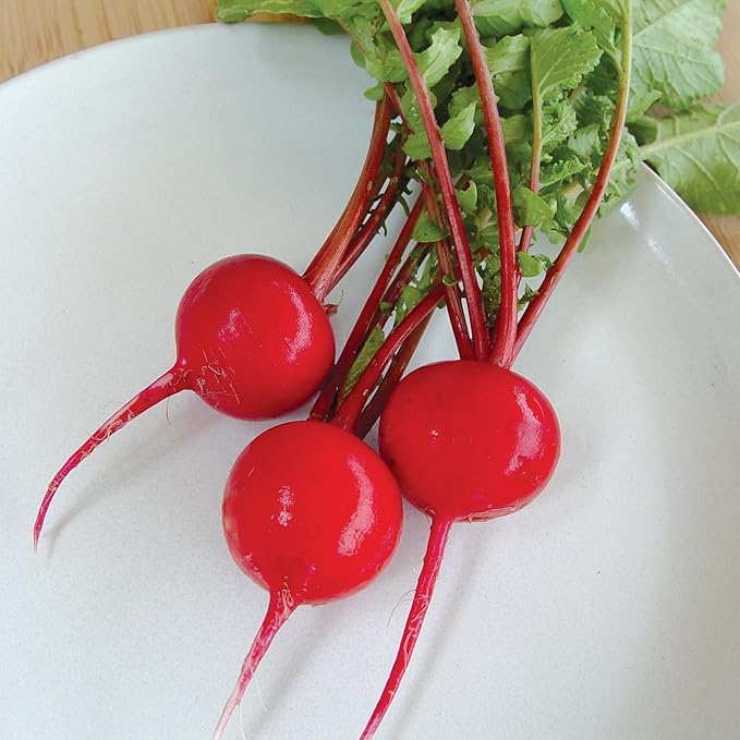 Burpee Crimson Giant Radish Seeds - Large, Mild-Flavored Roots