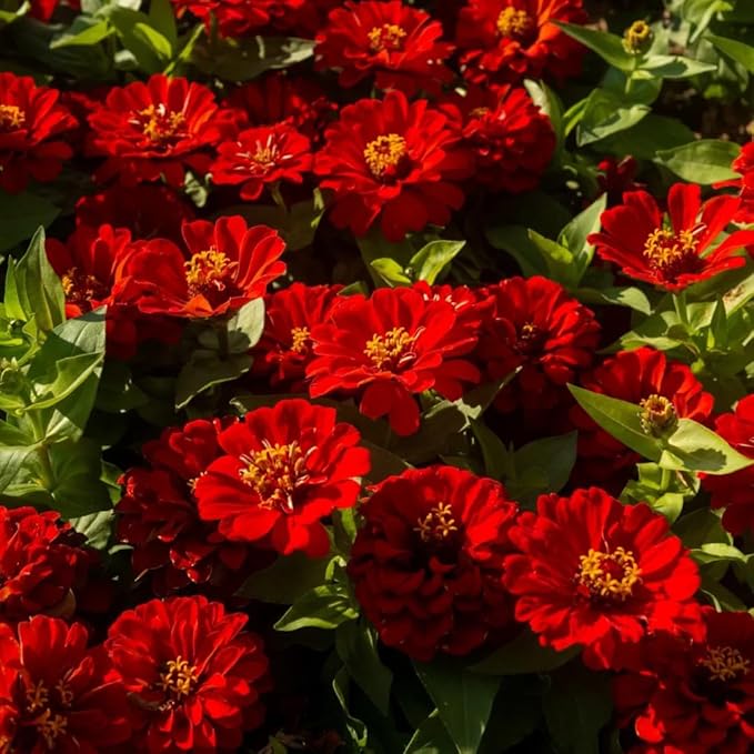 Dwarf Zinnia Seeds for Planting, 50+pcs Rare Perennial Zinnia Flower Seeds Plants, Non-GMO Heirloom Fragrant Beauty Flowers Plants Home Garden for Outdoors