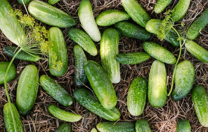 Cucumber Nezhyn Seeds – Open-Pollinated | 45–55 Days to Harvest | Crisp, High-Yielding Variety for Gardens & Containers
