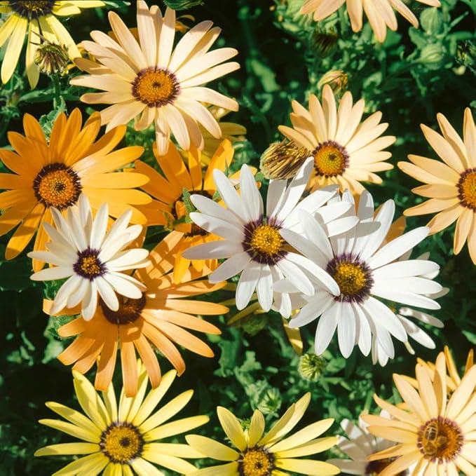 Outsidepride Mix African Daisy Seeds - 1/4 lb. Annual Flower Seeds for Planting Outdoors with Long-Lasting Blooms, Drought-Tolerant, Easy to Grow for Sunny Gardens & Borders