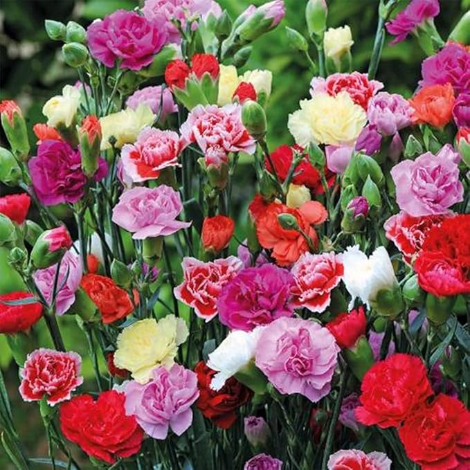 100 X Mixed Carnation Seeds for Planting Outdoor Grow Flowers in Pots Basket Gardens Multicolor Flowers Seeds