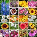 Grow Your Own Vibrant Annual and Perennial Wildflower Garden Seeds Mixture, Varieties for Pollinators and Spring Gardens - Cutting Garden Mix, 1 lb