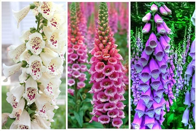 Seeds Flowers Purple Foxglove Digitalis Mix Perennial - 600 Seeds