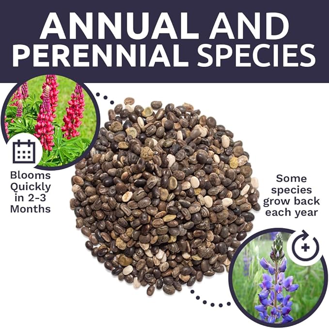 Bulk Lupine Mix Wildflower Seeds 1/4 Pound Bag - Over 4,500 Untreated Annual and Perennial Mixed Lupine Flower Seeds