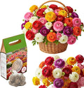 30 Ranunculus Bulbs for Planting, Multicolor Ranunculus Flower Bulbs, Ranunculus Corms