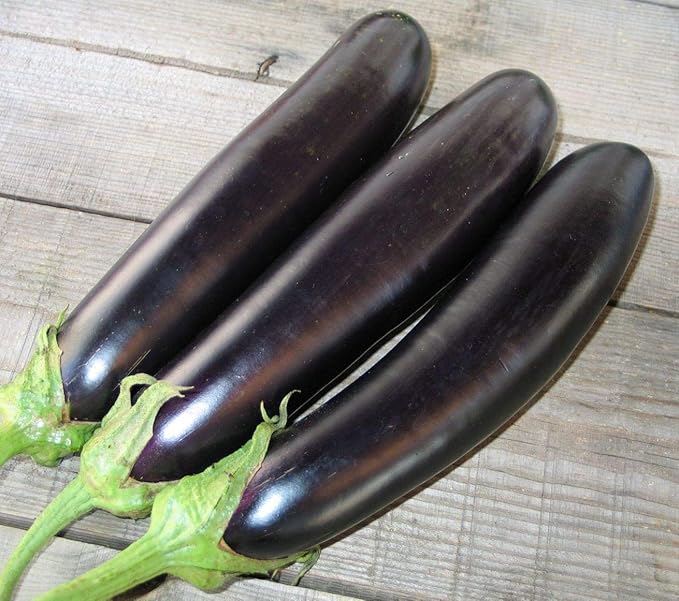 Eggplant Long Pop Seeds – Solanum Melongena | High-Yield Asian Eggplant Variety | Tender & Flavorful