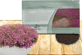 Outsidepride Magic Carpet Creeping Thyme Seeds - 500 Pcs. Perennial, Fragrant, & Drought Tolerant Ground Cover Seeds for Planting Pink Flowers in Pathways, Slopes & Pollinator-Friendly Landscaping