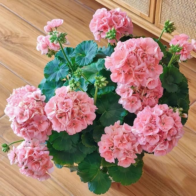 15+ Mixed Geranium Seeds - Non-GMO Adaptable Flowers, Fragrant Showy Blooms, for Balcony & Garden Decoration