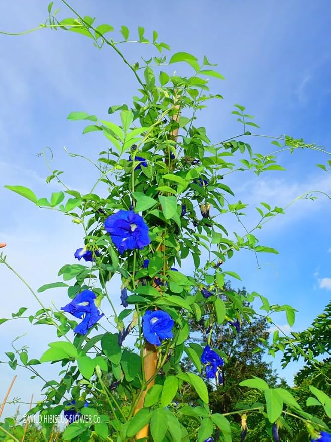 Gaea's Blessing Seeds - Butterfly Pea Seeds - Asian Pigeonwings - Non-GMO, Open-Pollianted, and Untreated - Includes Easy to Follow Planting Instructions (Clitoria ternatea)