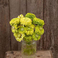 Eden Brothers Zinnia Seeds (Organic) - Queeny Lime