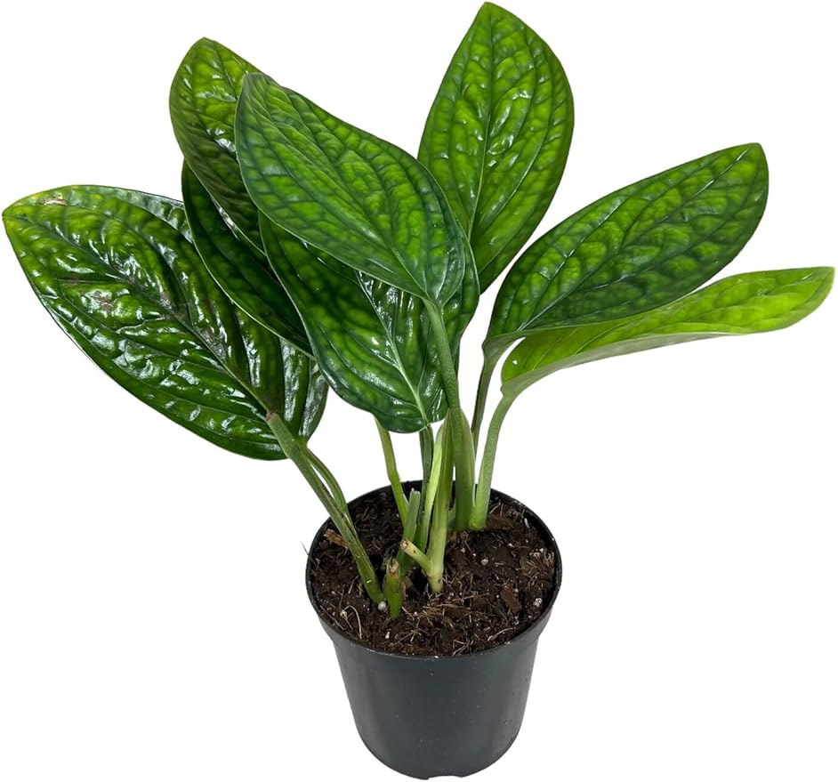 GARDENERA Monstera Karstenianum Potting Mix - Retains Moisture and Enhances Root Development - 5 Quart