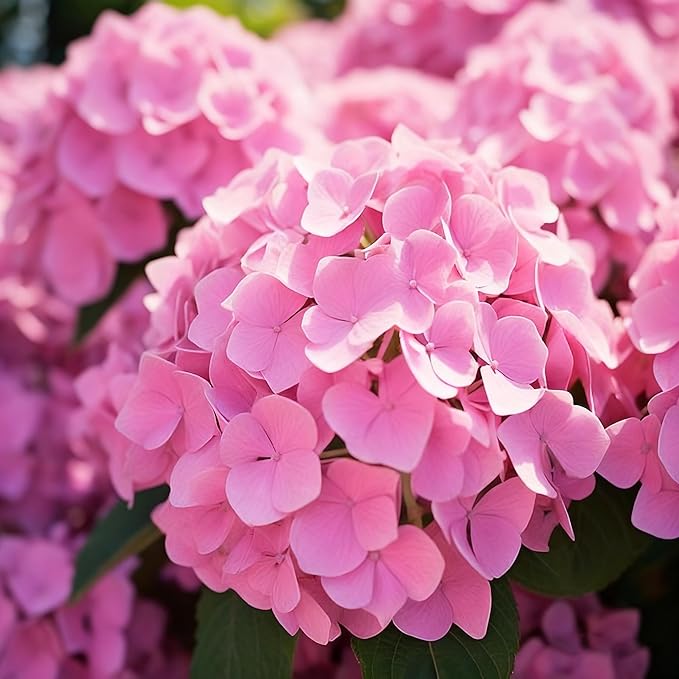 50 Hydrangea Macrophylla Seeds, Pink Hydrangea Plants Flower Seed for Planting, Perennial Non-GMO Hydrangea Seed for Home Garden Outdoor