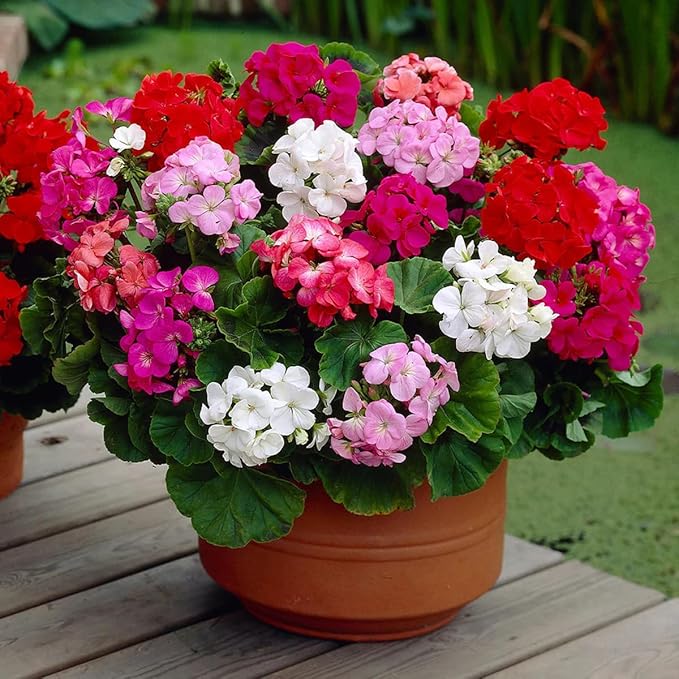 20+ Mixed Color Geranium Seeds for Planting - Rare Perennial Non-GMO Flower Seeds, Indoor/Outdoor Potted Garden Plants, Attract Pollinators, Easy to Grow & Fast Germinating