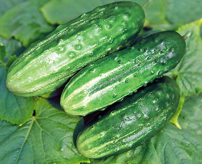 CEMEHA SEEDS - Seeds Cucumber Source F1 Rodnichok Open-Pollinated Pickling Non GMO Vegetable for Planting
