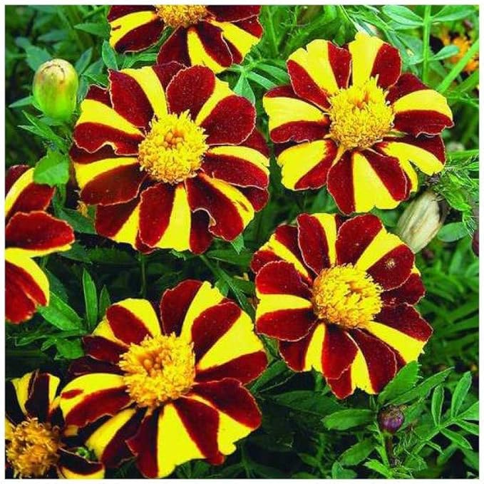 NIKA SEEDS - Seeds Flowers French Marigold Majestic Annual - 100 Seeds
