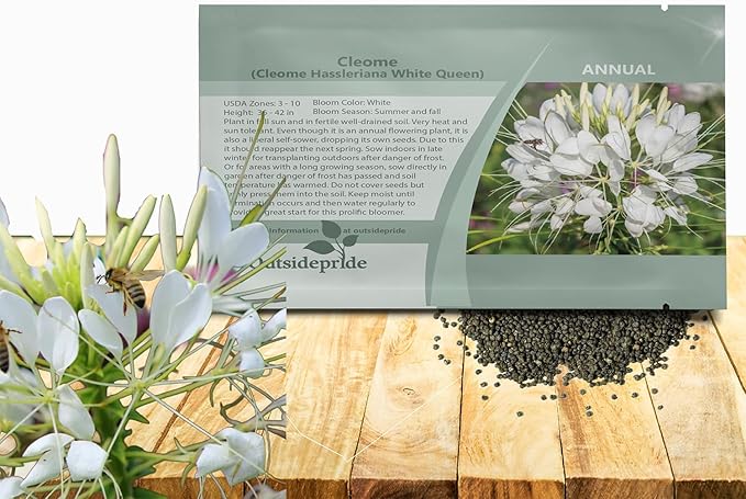 Outsidepride White Cleome Seeds - 1000 Pcs Annual Flower Seeds with Large, Airy, Spidery Blooms, Drought Tolerant Spider Plant for Xeriscaping, Flower Bed, Border, Pollinator, & Cut Flower Garden