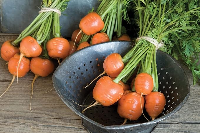 1000+ Seeds Carrot Paris Market - Vegetable Orange