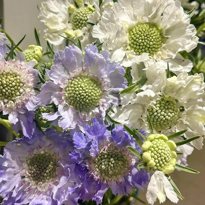 Pincushion Flower Seed for Planting, 300+ Scabiosa Seeds, Perennial Flower Plants, Non-GMO Heirloom Scabiosa Seed for Home Garden