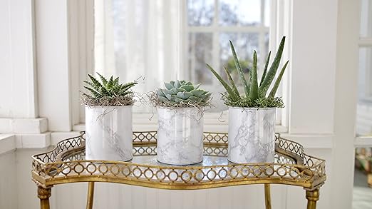 Espoma Organic Cactus! Plant Food, Natural & Organic Fertilizer for All Cactus, Succulents, Palm, and Citrus Both Indoors and Outdoors, 8 oz, Pack of 3