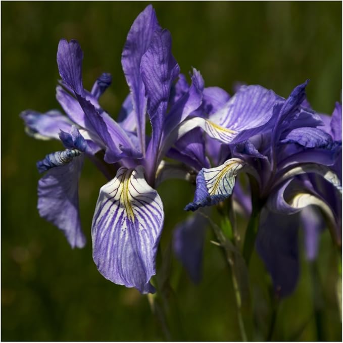 Seed Needs Wild Blue Iris Seeds for Planting Perennial Flowers - Heirloom & Open Pollinated Flower Seed to Plant an Outdoor Butterfly Garden (1 Pack)
