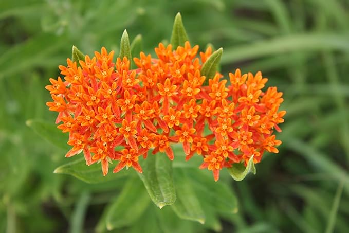 Milkweed Seeds Variety Pack – Butterfly, Common, Showy & Swamp Milkweed – 100% Non-GMO Wildflower Seeds for Monarch Butterflies – Perennial Pollinator Garden Favorites – USA Grown