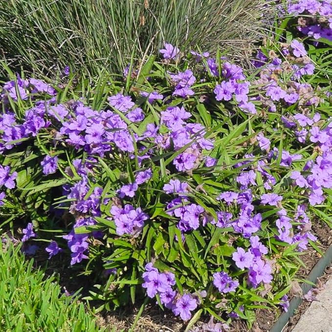 Set 6 Purple Showers Mexican Petunia Plants Live, Perennial Outdoor Growing, Startrer Size 4-6" in Tall, Long Blooming Season, Landscapes, Borders, Ground Cover