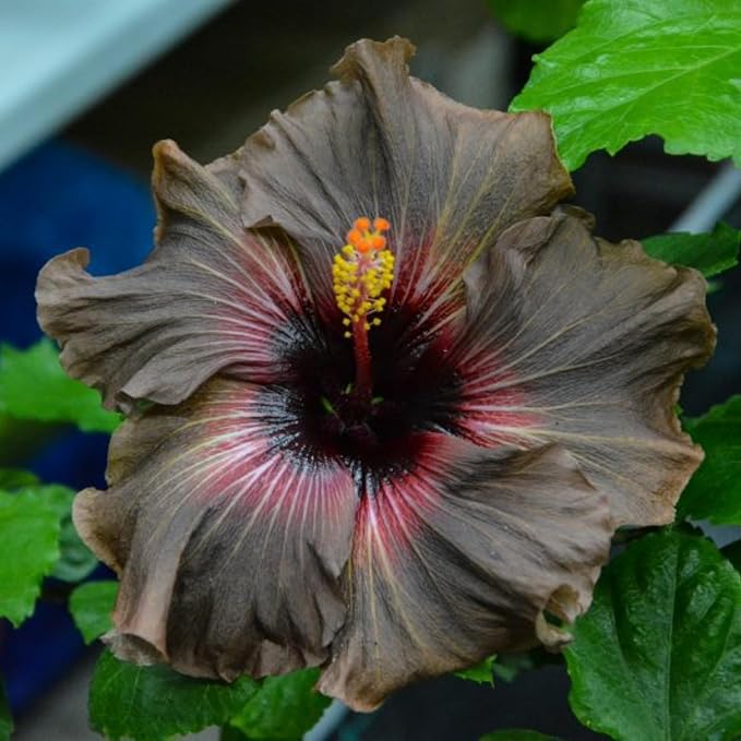 250+ Hibiscus Flower Seeds for Planting - Giant Flower Tropical Potted Plants Seeds Non-GMO Heirloom Seeds Fresh Perennial Exotic Plant Bonsai Seeds