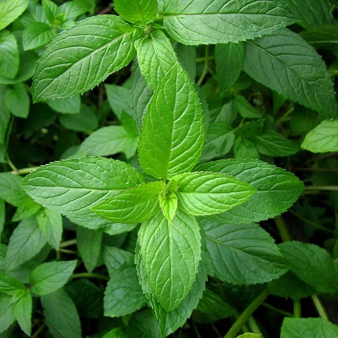 Organic Peppermint Herb Garden Seeds - 100 Seed Packet - Certified Organic, Non-GMO, Heirloom, Perennial Herbal Gardening for Mint Tea and Culinary Applications