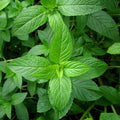 Organic Peppermint Herb Garden Seeds - 5000 Seeds - Certified Organic, Non-GMO, Heirloom, Perennial Herbal Gardening for Mint Tea and Culinary Applications