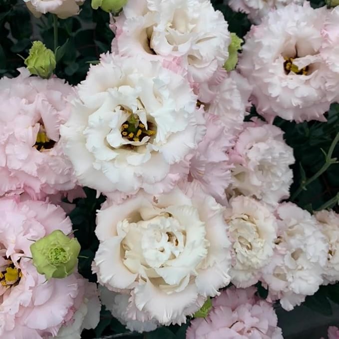 900+ Lisianthus Flower Seeds for Planting - Annual Lisianthus Seeds Non-GMO Perennial Eustoma Cut Flower Plant Garden Home