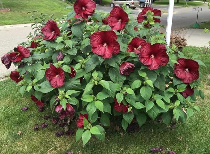 100+ Mixed Hibiscus Seeds Rose of Sharon Shrub Flowers Garden Planting