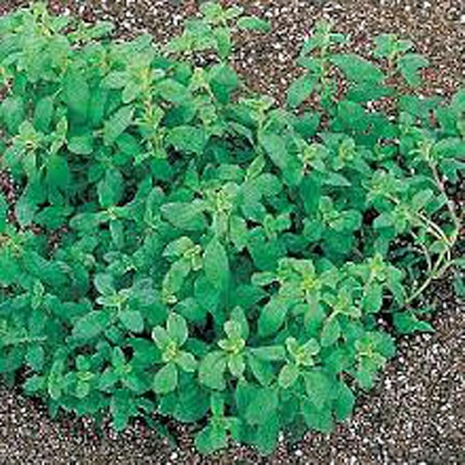 Marjoram Sweet, Heirloom, Non GMO, 100 Seeds Herb, Majoram Sweet Seeds
