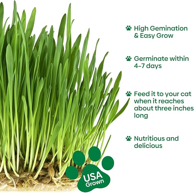 Cat Grass Seeds, 4 Oz, Non-GMO Wheat Cat Grass Seeeds & Oat Seeds Mix, High Germination Cat Grass Seeds Grown in USA for Indoor Cats